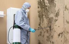 Why You Should Choose Our Mold Remediation Services in Arrowhead Beach, NC